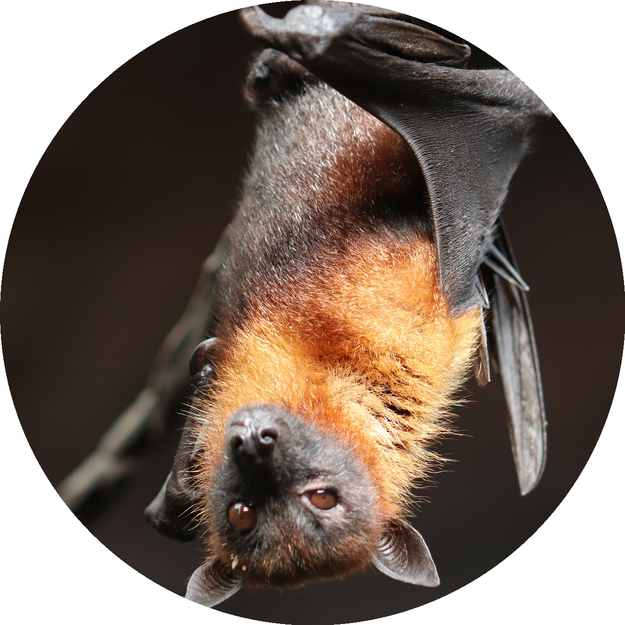 morcegos podem transmitir 
												coronavírus